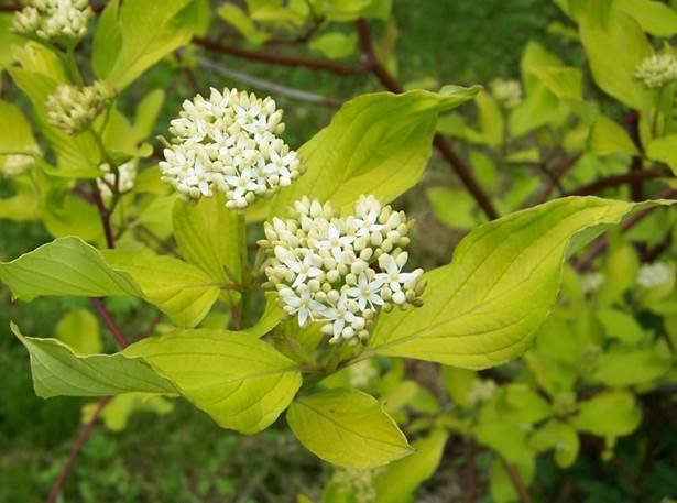 Descripción: https://upload.wikimedia.org/wikipedia/commons/1/1f/Cornus_alba_a2.jpg